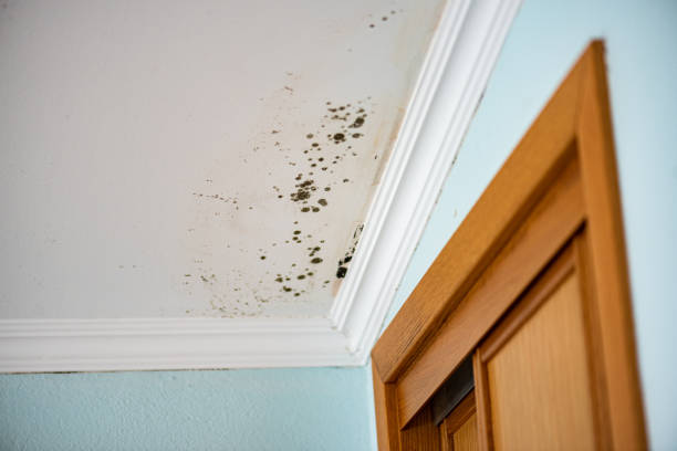Best Toxic Mold Removal  in Andrews Af, MD