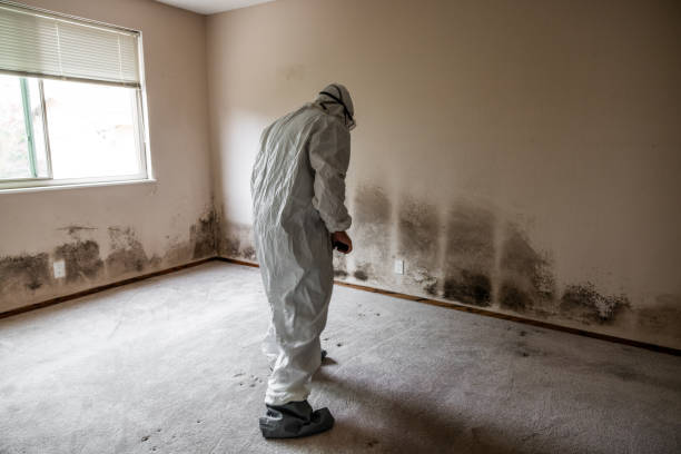 Best Mold Testing  in Andrews Af, MD